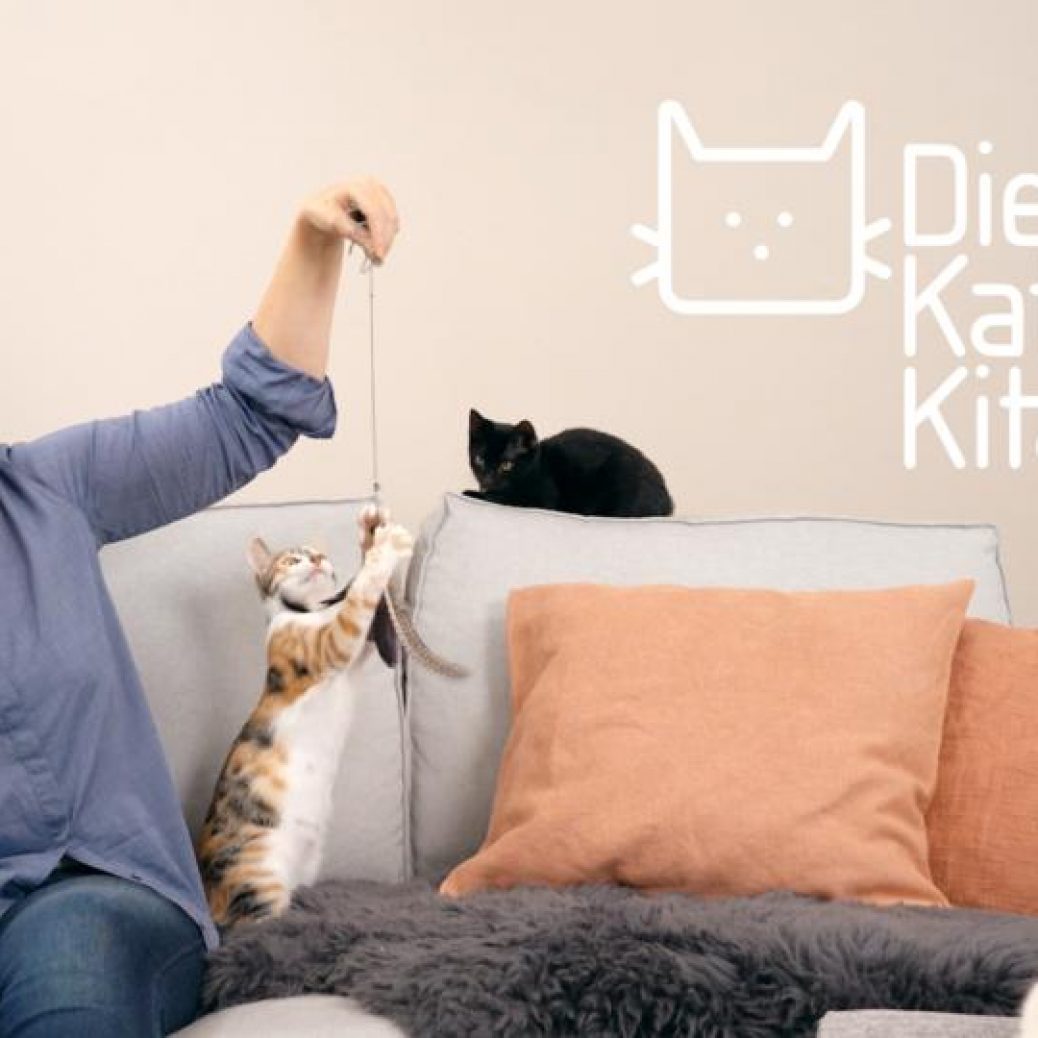 die-katzen-kita